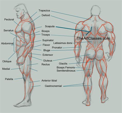 We did not find results for: Muscular Man Drawing at GetDrawings | Free download