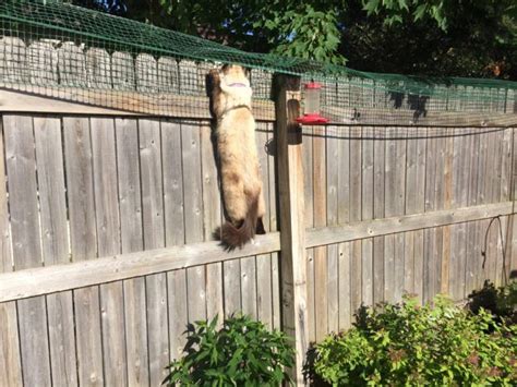 Smartcats stayhome diy safe cat proof fence attaches to any existing fencing. Valla de contención del gato: un lector comparte cómo ...