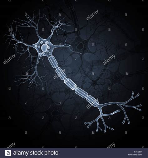 Nerve Ending Stock Photos & Nerve Ending Stock Images - Alamy