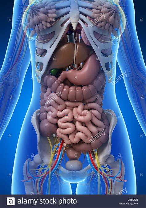 Diagram of a womb with child, skin peeled back wellcome l0034902.jpg 2,648 × 3,840; Female Anatomy Diagram High Resolution Stock Photography ...