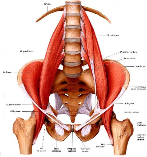 A cable machine is helpful, but not required. The Iliopsoas