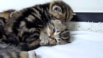 Cuddles GIF - Find & Share on GIPHY
