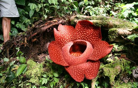 Bunga rafflesia arnoldi atau bunga padma raksasa. Bunga bangkai / bunga Rafflesia Arnoldi. | Bunga