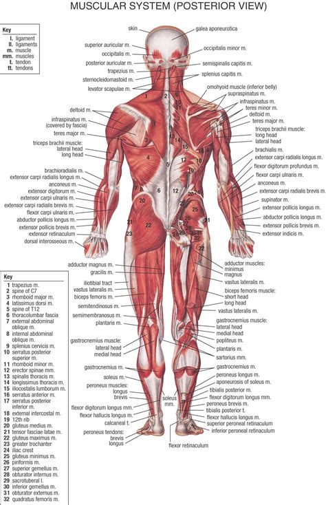 Most skeletal muscles are attached to two bones across a joint, so the muscle serves to move parts of those bones closer to each other, according to the merck manual. Female Anatomy Diagram Organs - koibana.info | Human body ...