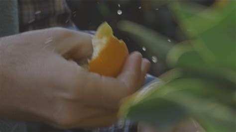 Fresh and seasonal fruits cultivated in a wholly natural manner. Historia y valores de Naranjas del Carmen - YouTube