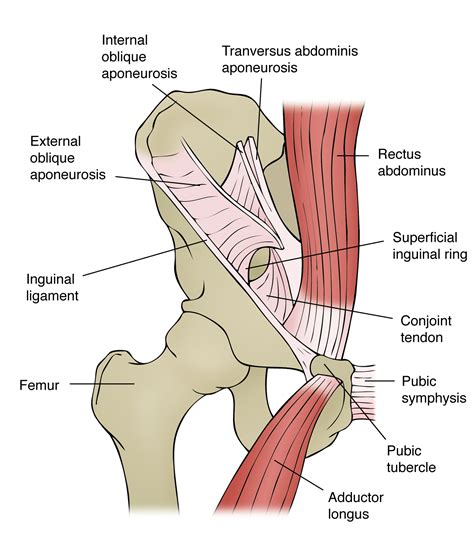 We think this is the most useful anatomy picture that you need. Groin pain: risks and prevention