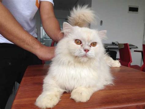 Spend time to take care your cat. Pure Persian Cats FOR SALE ADOPTION from Manila ...