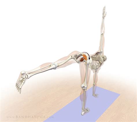 The work you do in the gym or on the yoga mat prepares you for the remaining 23 hours of your day. The Daily Bandha: Anatomic Sequencing: Revolved Half Moon Pose