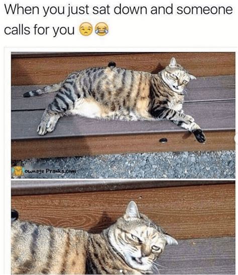 Find the newest caturday meme. Purr-fect Memes For Yet Another Perfect Caturday | Funny ...