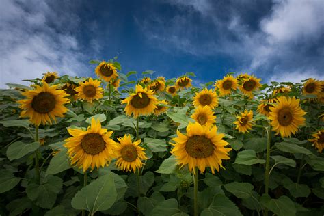 Da geht nicht nur die sommerbrise unter die haut. Sommer Sonne Sonnenblumen Foto & Bild | pflanzen, pilze ...