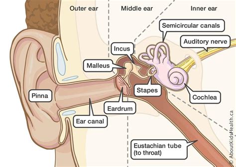 Swollen ear symptoms swollen ear causes swollen ear treatments & relief questions your doctor may ask references. Ear cleaning: How to clean your child's ears