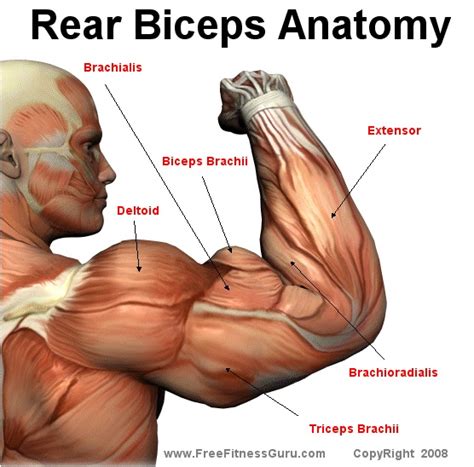 Muscles names can actually be used as a short cut to learn a muscle's location, shape and it's function. How to loss weight and get in shape: workouts: Bicep anatomy