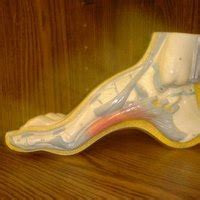 High Arches & Foot Pain | eHow