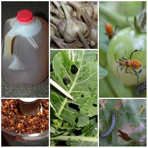 Ecola is your number one choice for alternative termite and pest control. How To Make A Powerful All Natural Pest And Insect Spray | Insect spray, Garden pests, Natural ...