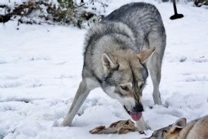 Nehme an unsere abenteuern mit unseren hunden teil!. Karakter en gedrag - AVLS