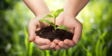 Decide what you'd like to grow. A to Z to Basic Plant care - Make My Garden