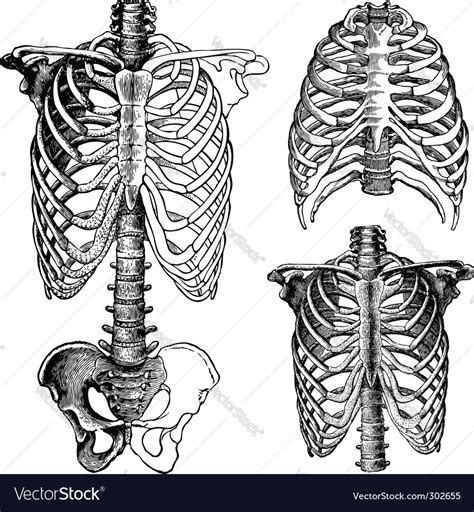 Rib cage flower (c8) the genuine antique paper i use comes from 1900s original antique french book page. Anatomical chest drawings vector image on | Drawings ...