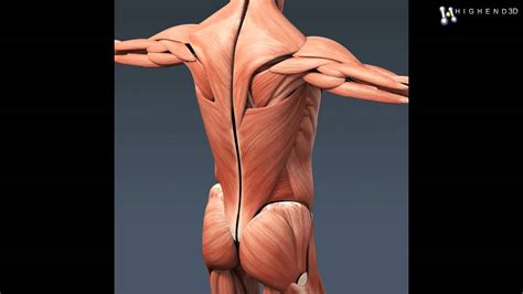 Alle muscles are detailed described incl. Human Female Anatomy - Body, Muscles, Skeleton, Internal ...