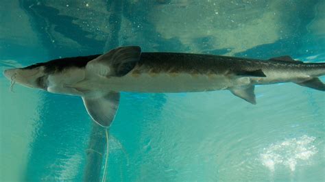 A type of fish that lives in northern parts of the world and is usually caught for its eggs…. To taste Wisconsin sturgeon, be prepared to spear a fish ...