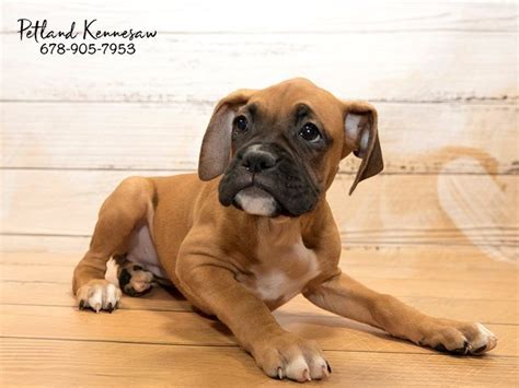 Looking for a boxer puppy or dog in georgia? Boxer Puppies for Sale, Don't Let This Sweet Breed Pass ...