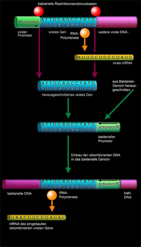 Wie lange bleibt sie im körper? Eukaryoten: Silencer und Enhancer