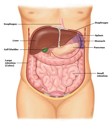 Posterior to the intestinal c. Are The Kidneys Located Inside Of The Rib Cage / Doctors Gates: Surface anatomy of both kidneys ...