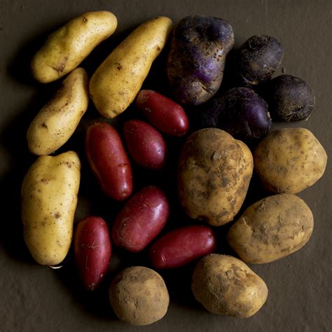 Ecco un lungo elenco di varietà di pomodoro testate e decisamente consigliate, senza la pretesa di parlare di tutti i tipi di pomodoro conosciuti, che sono centinaia. Patate: ricette con le patate, tutte le varietà di patate ...
