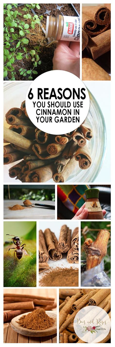  natural enemies are living organisms that: 6 Reasons You Should Use Cinnamon In The Garden | Garden ...