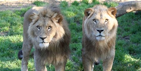 Detroit lions wilde tiere 1860 münchen leo löwe tiere löwin tattoo löwe skizze löwe tatoo löwe liebe. TSV 1860 München: Löwen für Löwen - Radio Arabella