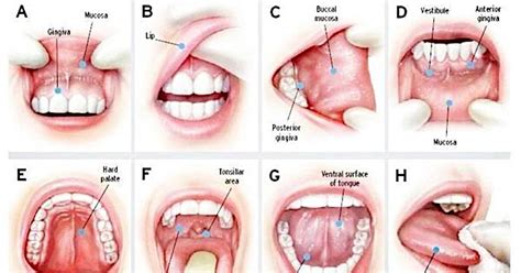 If cell adhesion is compromised, cancer cells have the opportunity to metastasize and invade other areas of the body. Home - Mouth Cancer Action UK