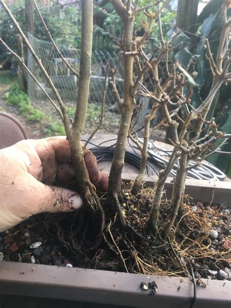There are 136 trident maple bonsai for sale on etsy, and they cost $29.65 on average. A quick trident maple forest | Bonsai tree types, Bonsai ...