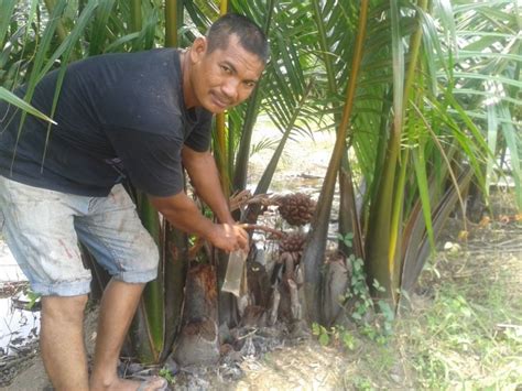 Cebisan strike haruan tali air sawah bendang tak kumpau softfrog sawad. Ladang Nira Nipah Napiah - Port Wajib Singgah Layan Air ...