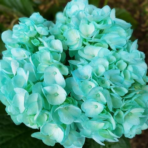 The word 'hydrangea' means water barrel. Fresh Turquoise Hydrangeas - Centerpieces, Wedding Floral ...