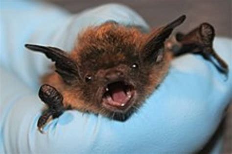 Atec pest control uses a chemical treatment and not a heat treatment. Bat Control, Treatments, & Programsl | Expert Pest ...