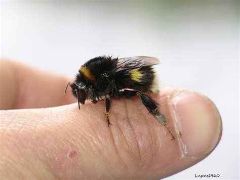 Auch wenn das eher selten vorkommt so behandelst du einen hummelstich. Hummelstich mit Folgen (Gesundheit, Natur, Insekten)