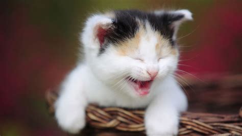 Aesthetic Cute Baby Cat Wallpapers - Wallpaper Cave