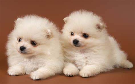 Adorable Puppies - Puppies Wallpaper (22289943) - Fanpop