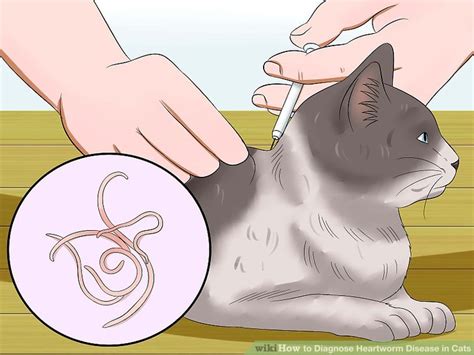 While cats are more resistant to heartworm infestations than dogs, cats in particular are extremely vulnerable to heartworm & even a small number can lead to death. How to Diagnose Heartworm Disease in Cats: 10 Steps