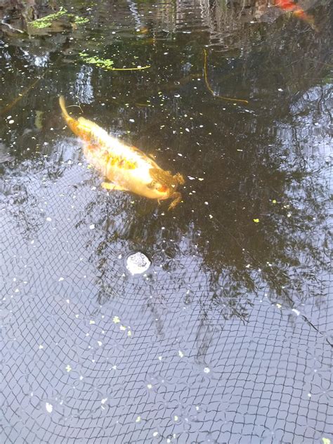 Frog riding snake like yoshi. 🔥 Why does this Frog keep riding on my koi carps face ...