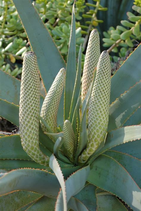 This is a forum for buying and and selling cactus and succulents in india. 17 Best images about Aloe on Pinterest | Rare succulents ...