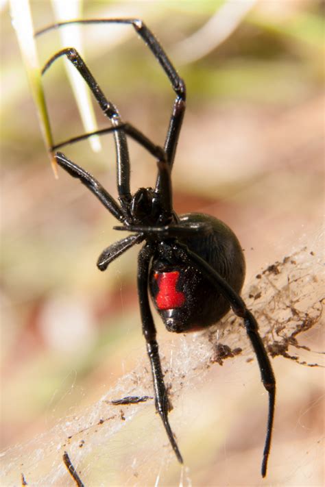 To rid your home or business of pests. Black Widow Bite Signs and Symptoms - AAI pest control ...