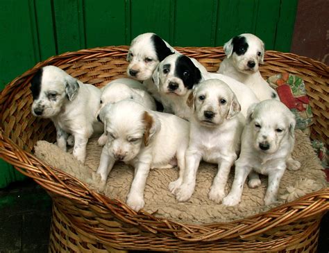 The english setter is exuberant and sociable, requiring frequent human companionship. ALL BREEDS DOGS: English Setter dog