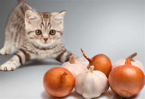 Garlic's many health benefits for dogs & cats. Harmful Foods Your Cat Should Never Eat: Tuna, Milk, Raw ...