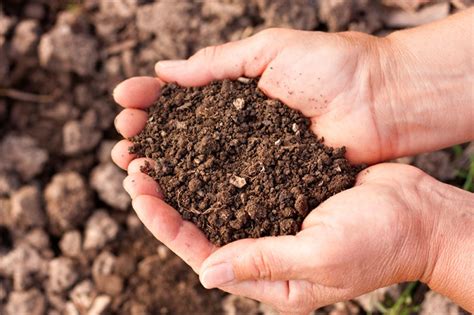 Soil based probiotics (or soil based organisms) are different than the strains found in dairy and most fermented foods. All About Soil-Based Organisms | Probiotics Learning Lab