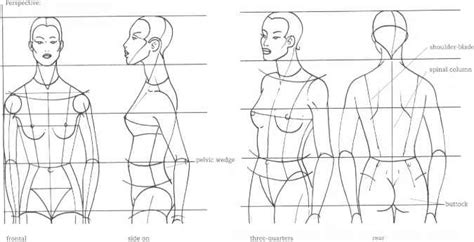 Female body anatomy sketch at paintingvalley com explore. Female Upper Torso Anatomy : Female Upper Body Anatomy ...