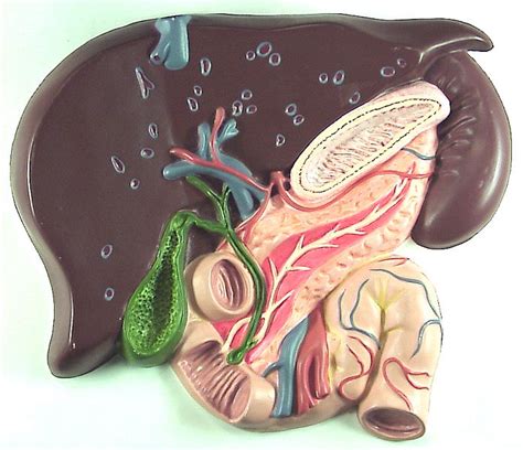 Jul 13, 2009 · the body of an article is usually presented in sections, including an introduction, a literature review, one or more sections describing and analyzing the argument, experiment or study. Anatomy Tutorial | Anatomy tutorial, Tutorial, Interactive ...