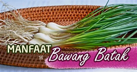 Sebab pada umumnya, obat medis dibuat dari bahan bahan kimia yang jika dikonsumsi dengan cara. Manfaat Bawang Batak Untuk Kesehatan - Petani Digital