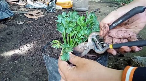 Seledri adalah tanaman serba guna yang selain digunakan sebagai bahan masakan, ternyata menanam seledri di pot bagaimana cara menanam seledri di polybag bagaimana cara tanam seledri bagaimana cara menanam daun seledri. Tips cara mengatasi daun keriting pada tanaman seledri ...