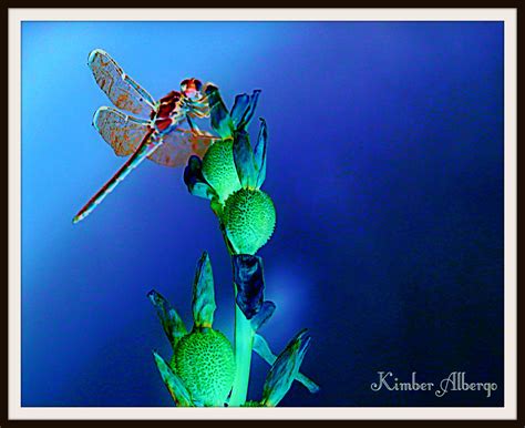 We did not find results for: Dragonfly by Kimber Albergo | Damselfly, Dragonfly ...