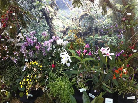 Beide botanischen gärten in kuel sind rund ums jahr einen besuch wert. Orchideenschau im Botanischen Garten Kiel | Reiselurch.de
